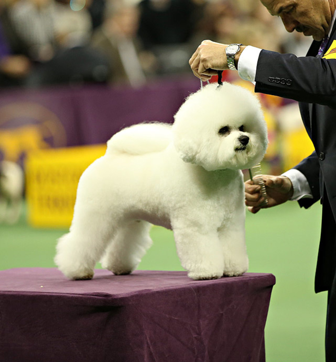 140211151345-bichon-frise-single-image-cut.jpg