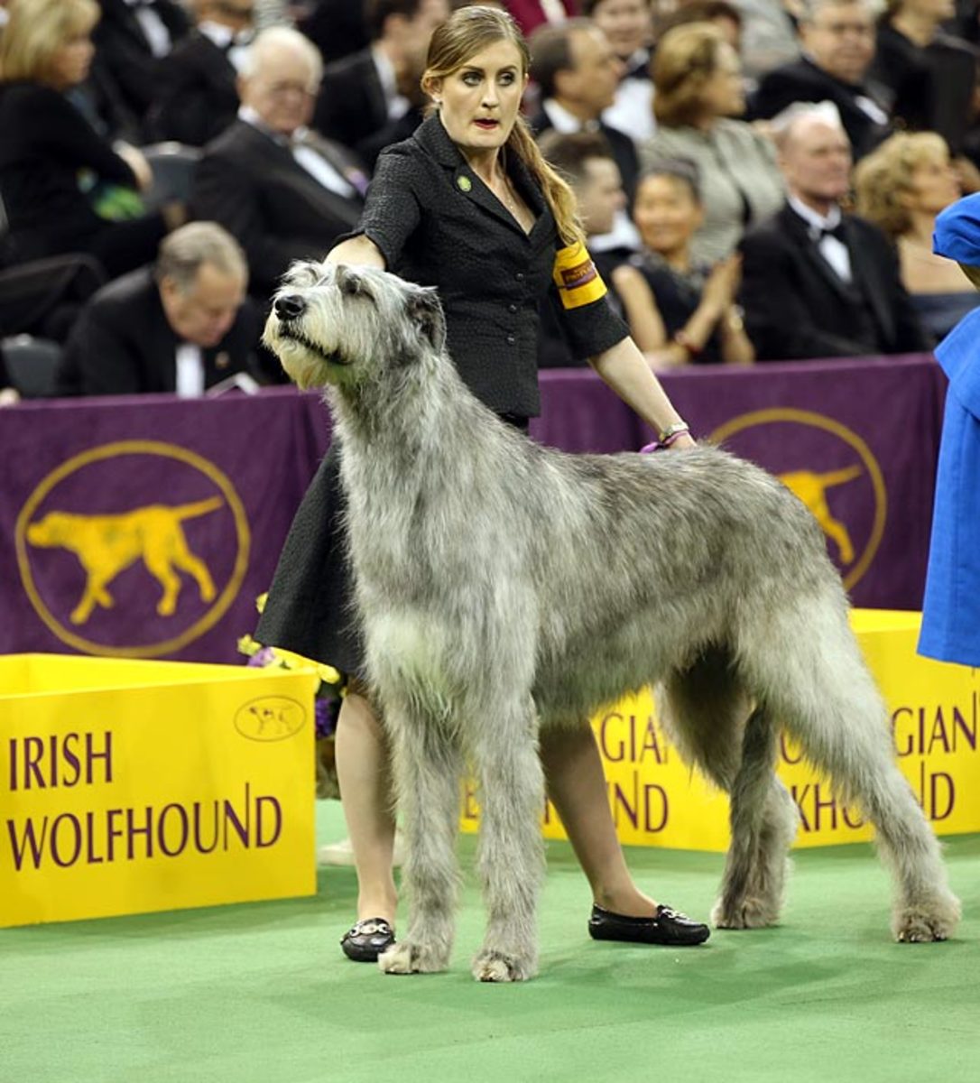 140211151440-irish-wolfhound-single-image-cut.jpg