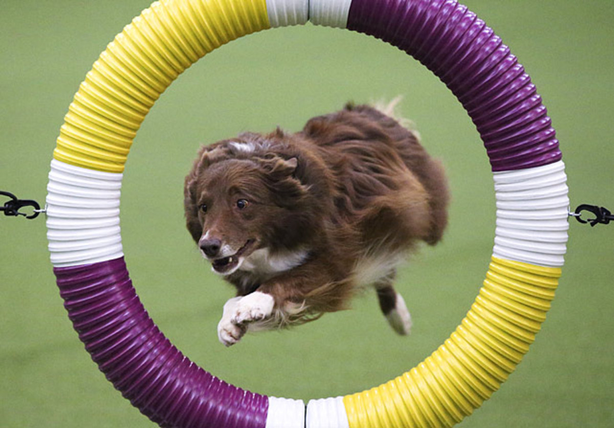 140211151353-border-collie-rapture-single-image-cut.jpg