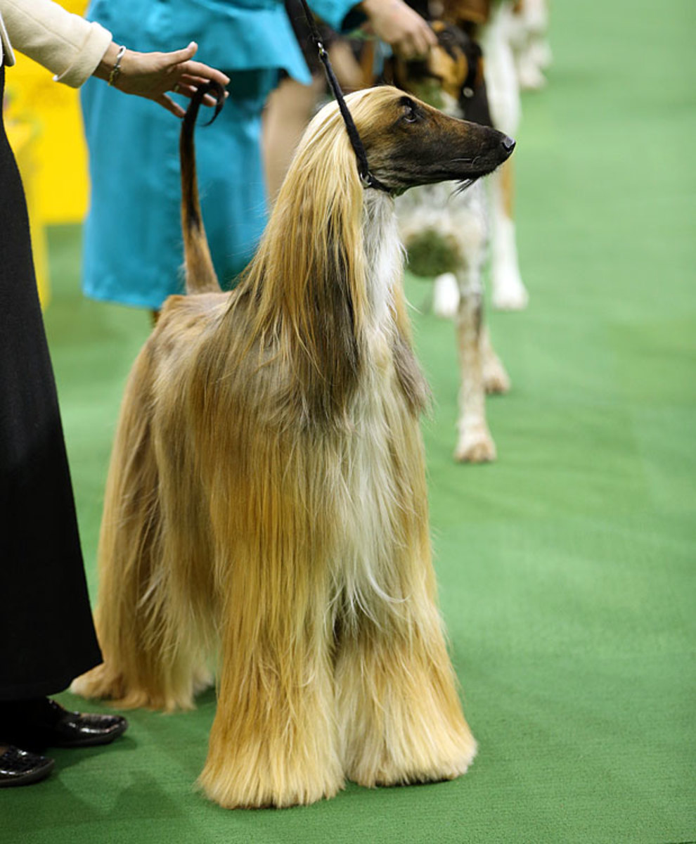 138th Westminster Dog Show Sports Illustrated