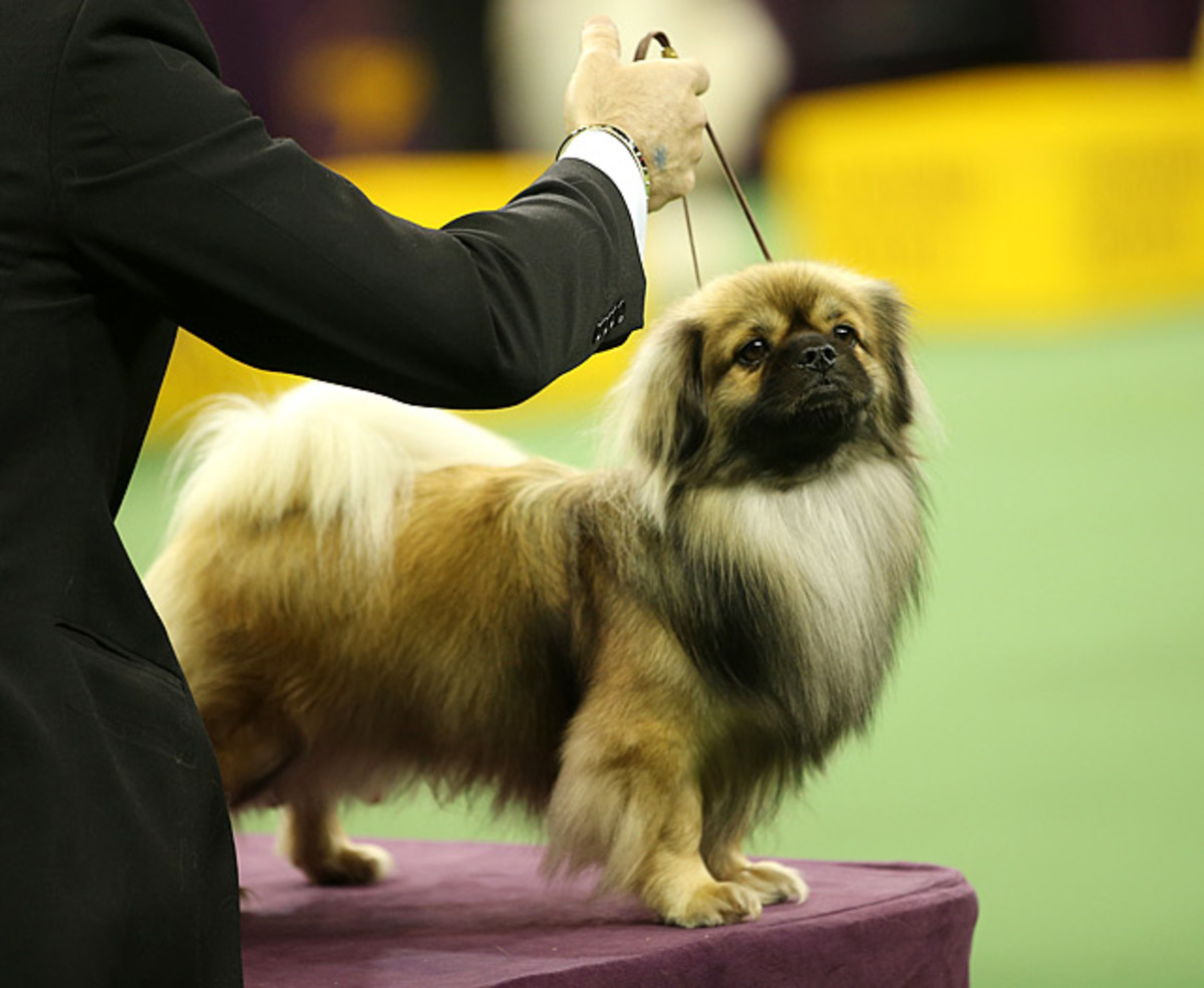 140211151530-tibetan-spaniel-single-image-cut.jpg