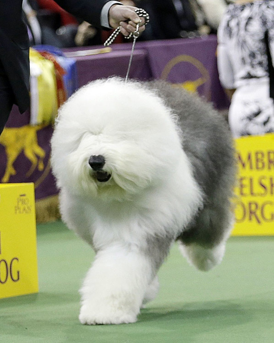 140211151454-old-english-sheepdog-single-image-cut.jpg