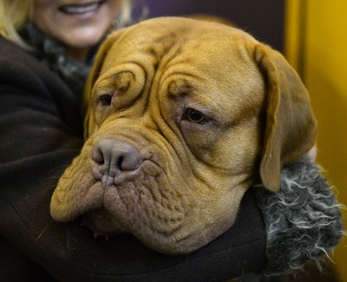 140211152909-dogue-de-bordeaux-single-image-cut.jpg