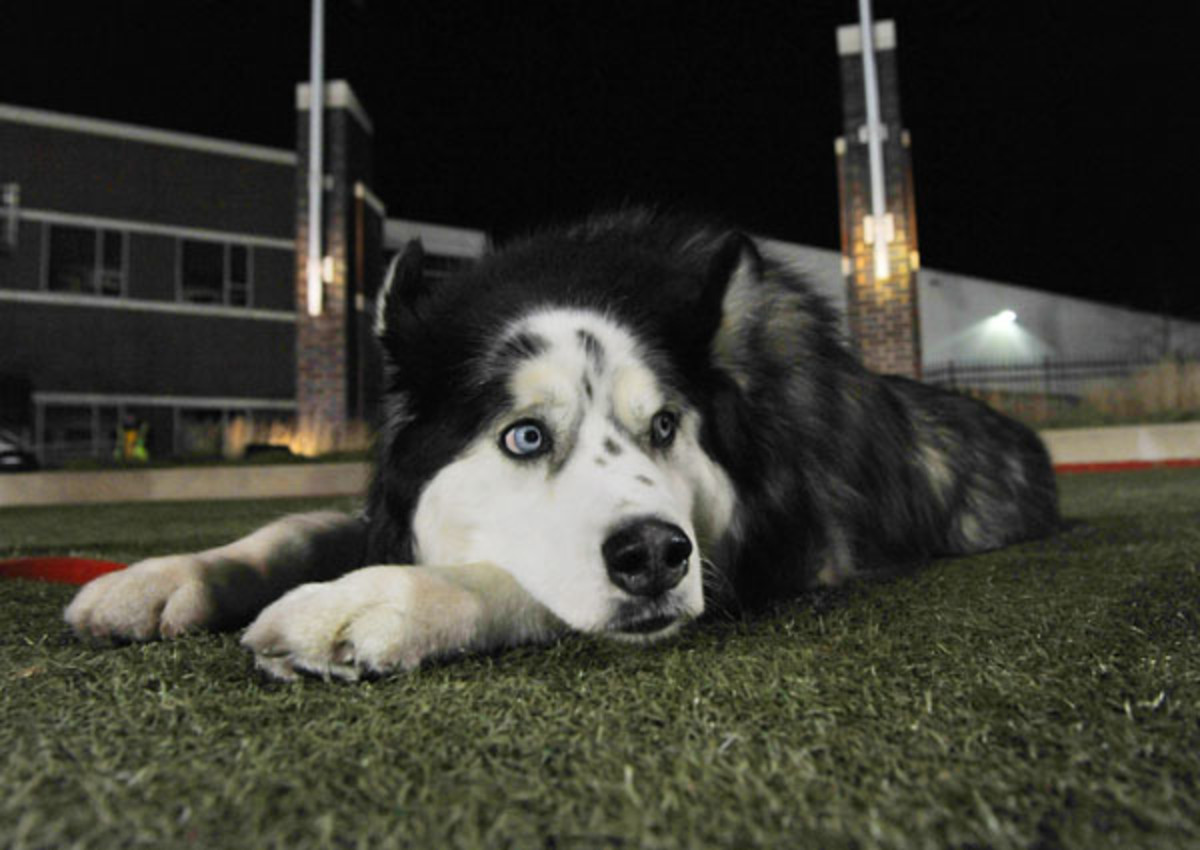 Diesel (Brian Kersey/Getty Images)