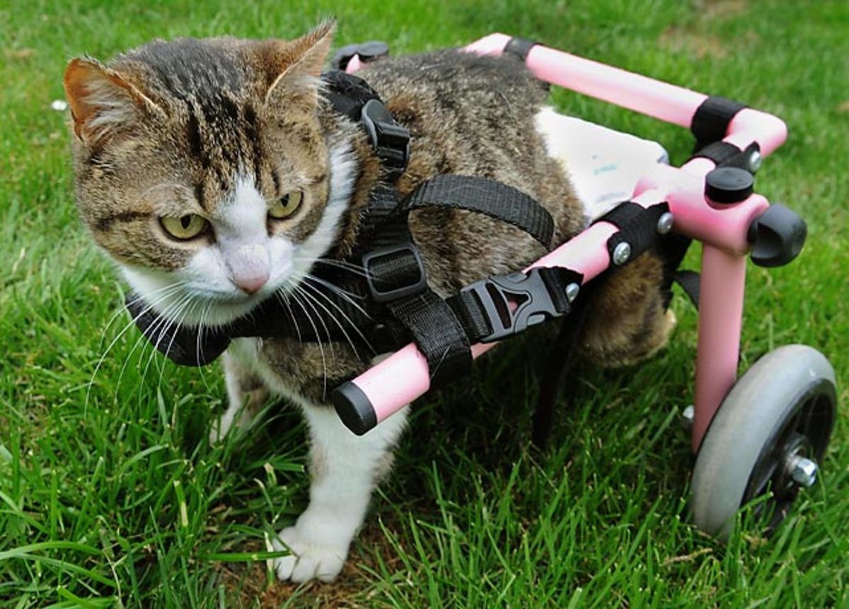 130503113538-cat-wheelchair-single-image-cut.jpg