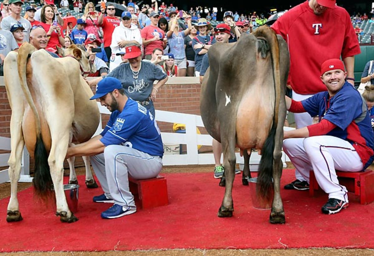 Cow milking contest