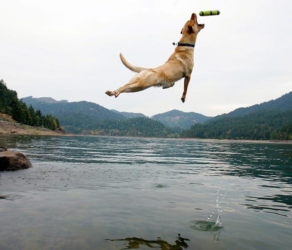 131112131935-dog-air-leaping-labrador-single-image-cut.jpg