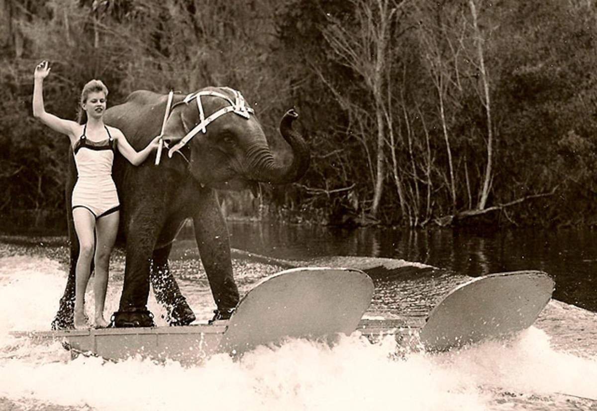 elephant-waterskiing.jpg