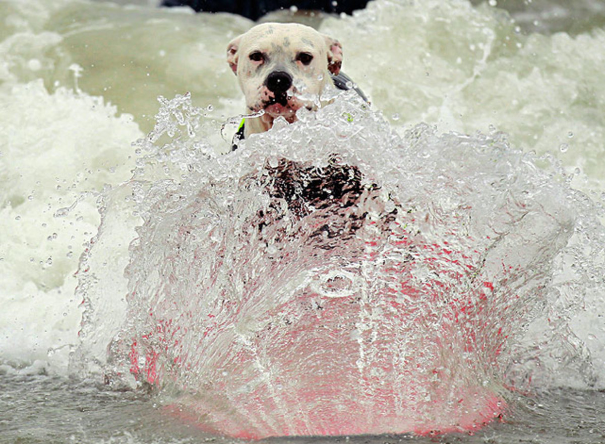 Surf-dog-3.jpg