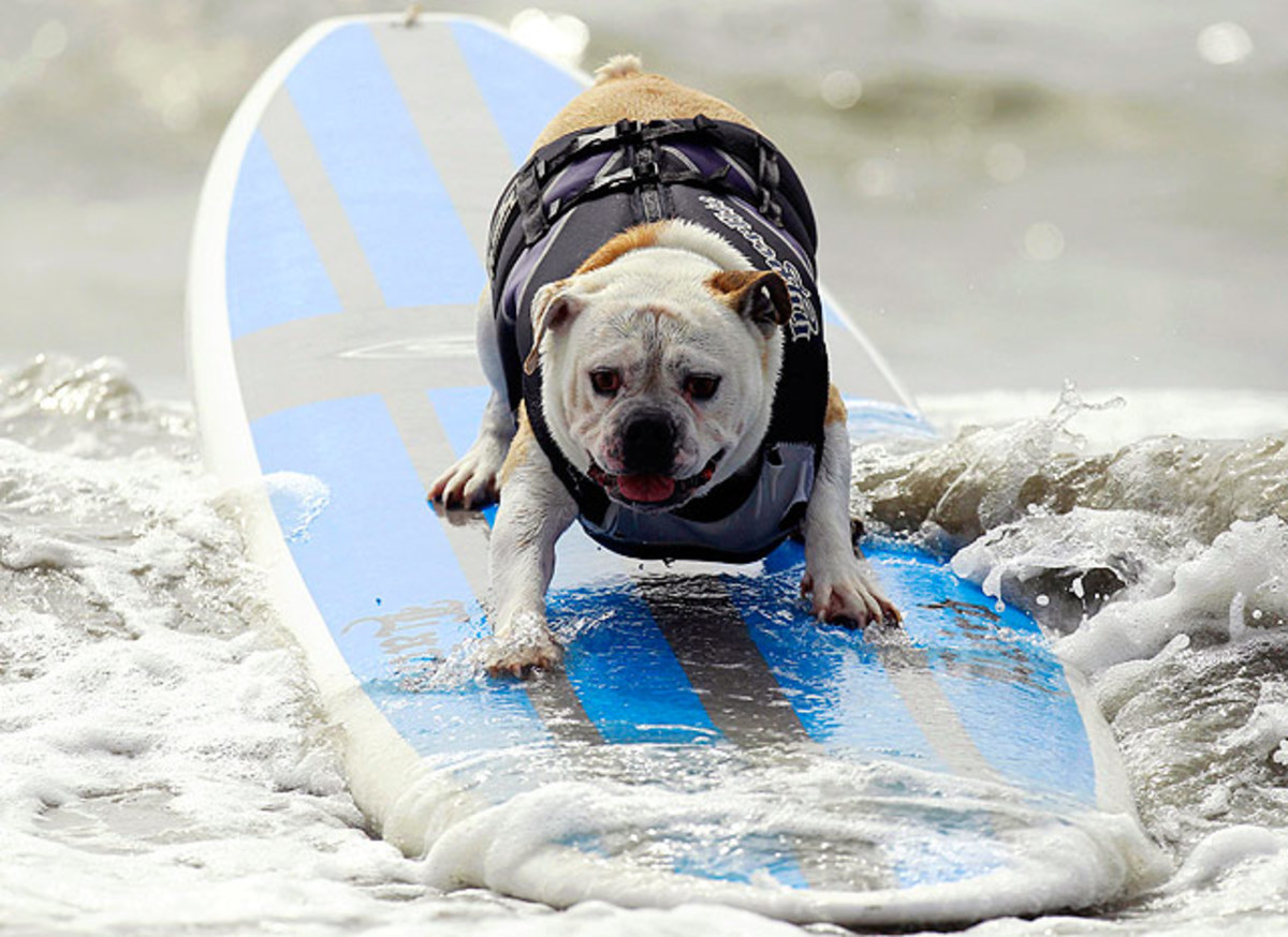 Surf-dog-1.jpg