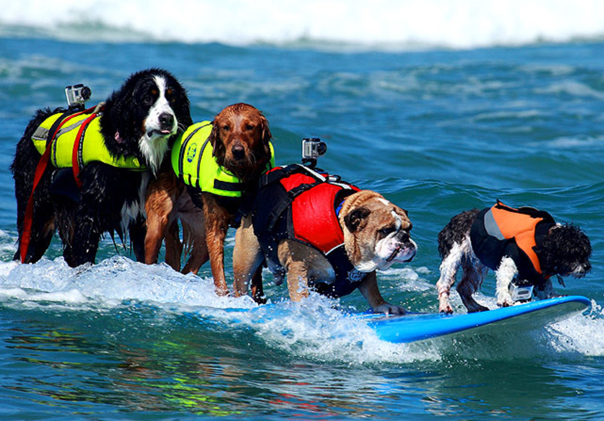 5-dogs-surfing.jpg