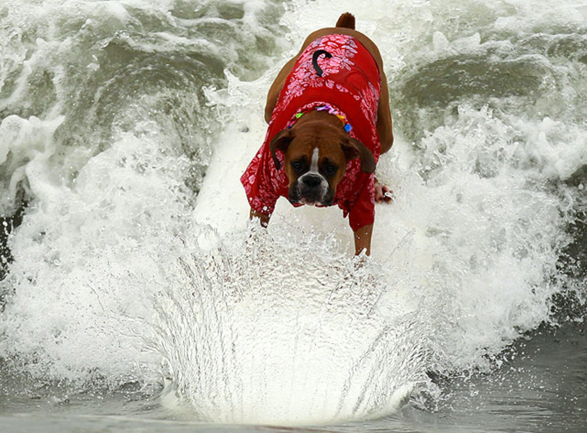 Surf-dog-5.jpg