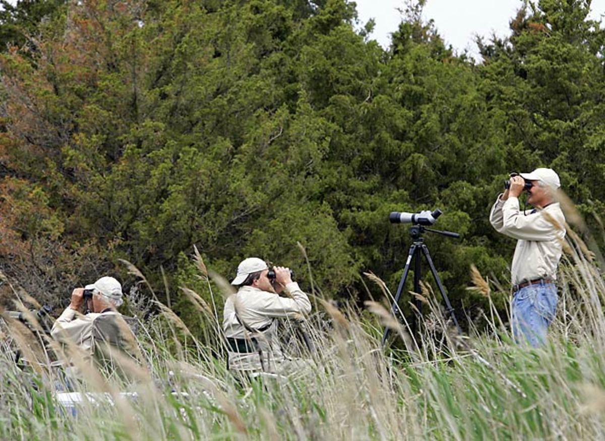 World Series of Birding