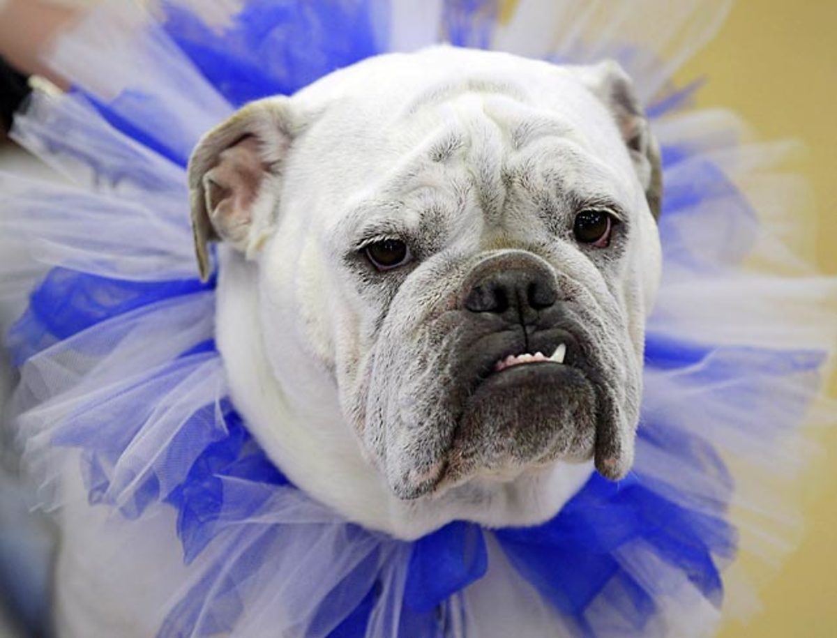 33rd Annual Beautiful Bulldog Contest Sports Illustrated