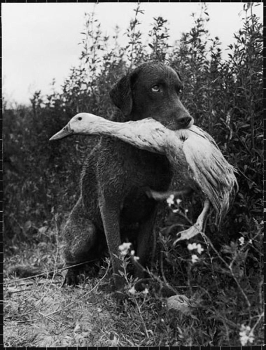 Dog and Duck