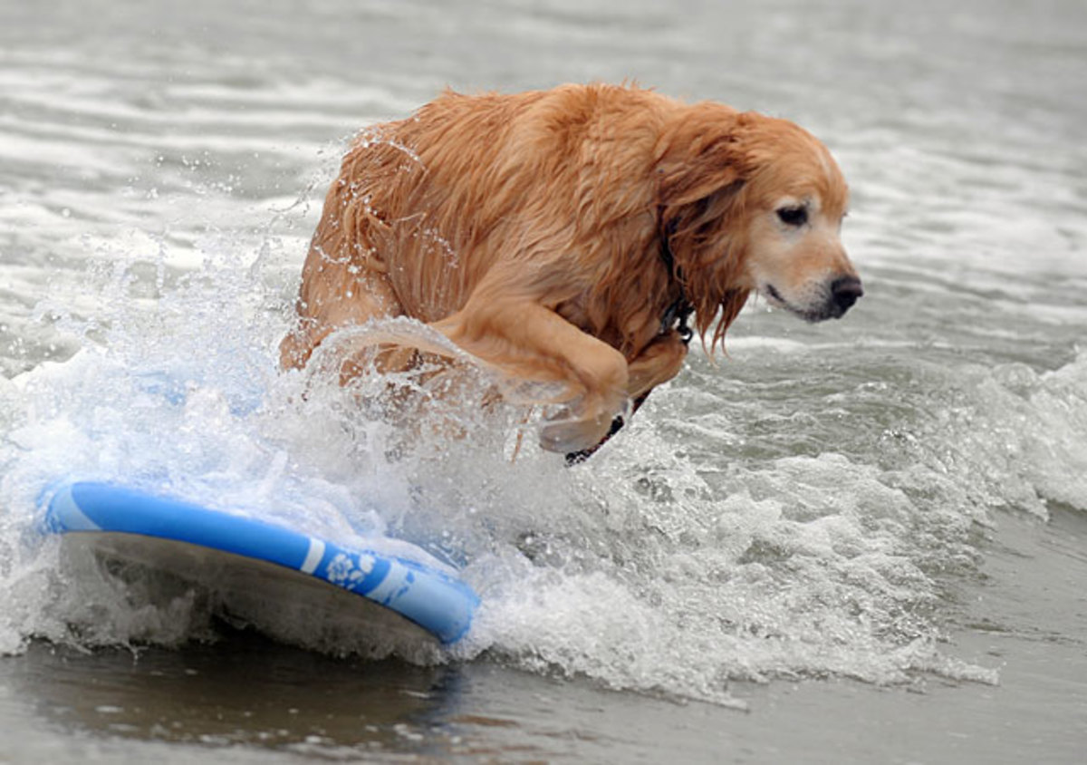 dog-surf2.jpg