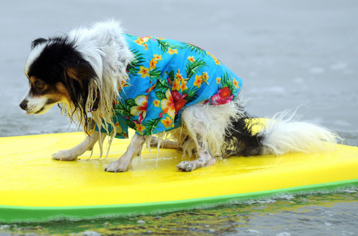 scared-surf-dog.jpg