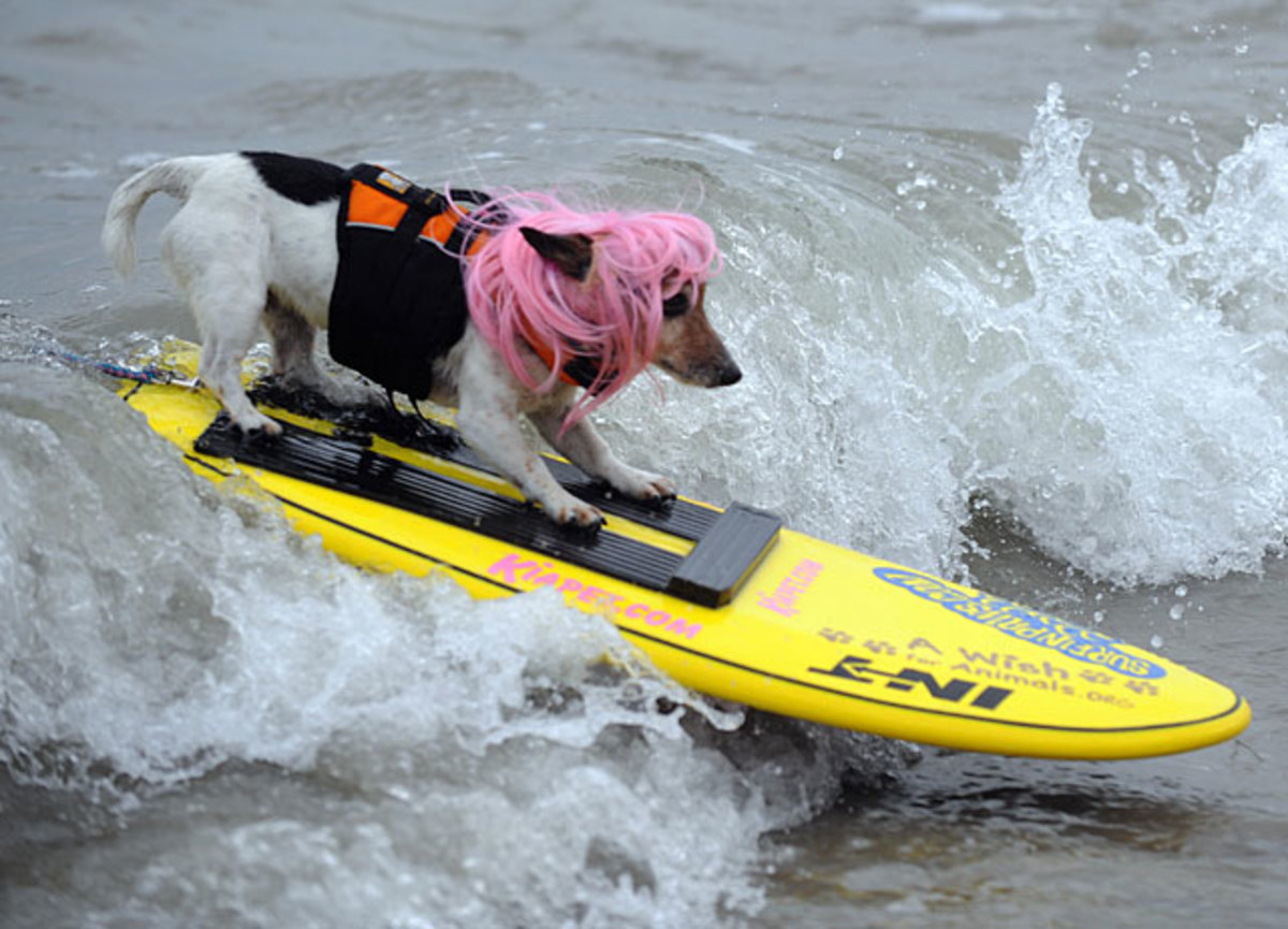 dog-surf4.jpg