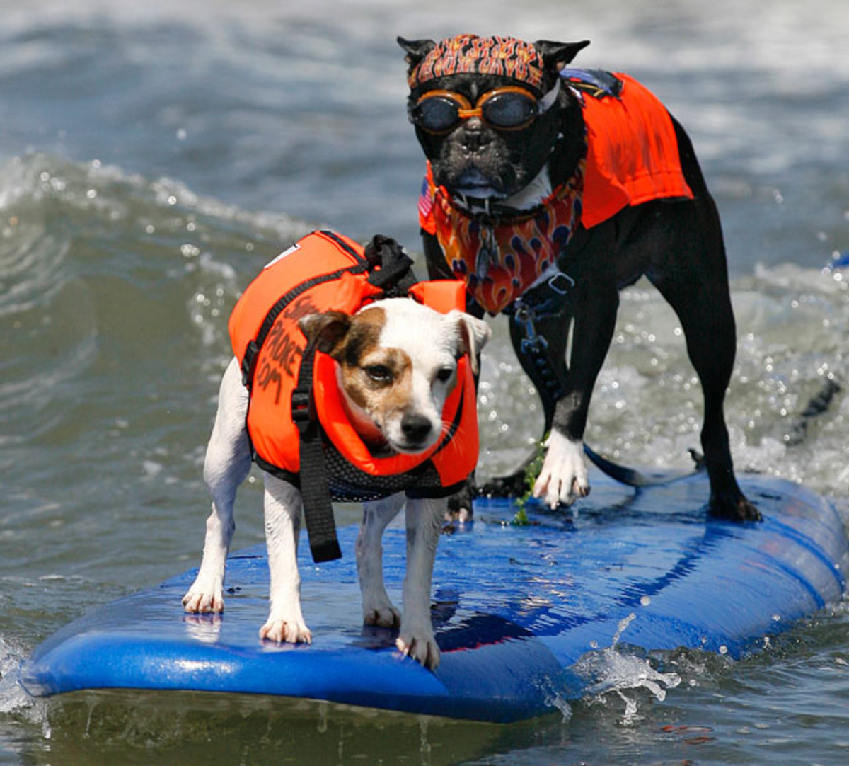 two-dogs-one-board.jpg