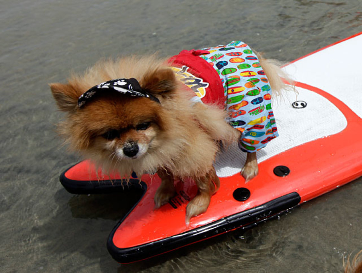 dog-surf3.jpg