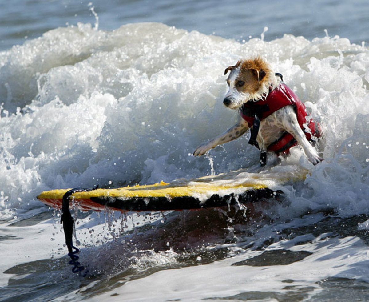 wet-surf-dog.jpg