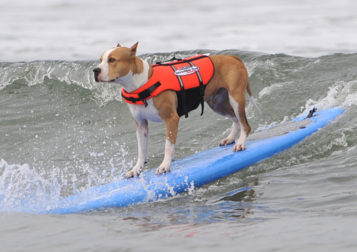 surf-dog-focus.jpg