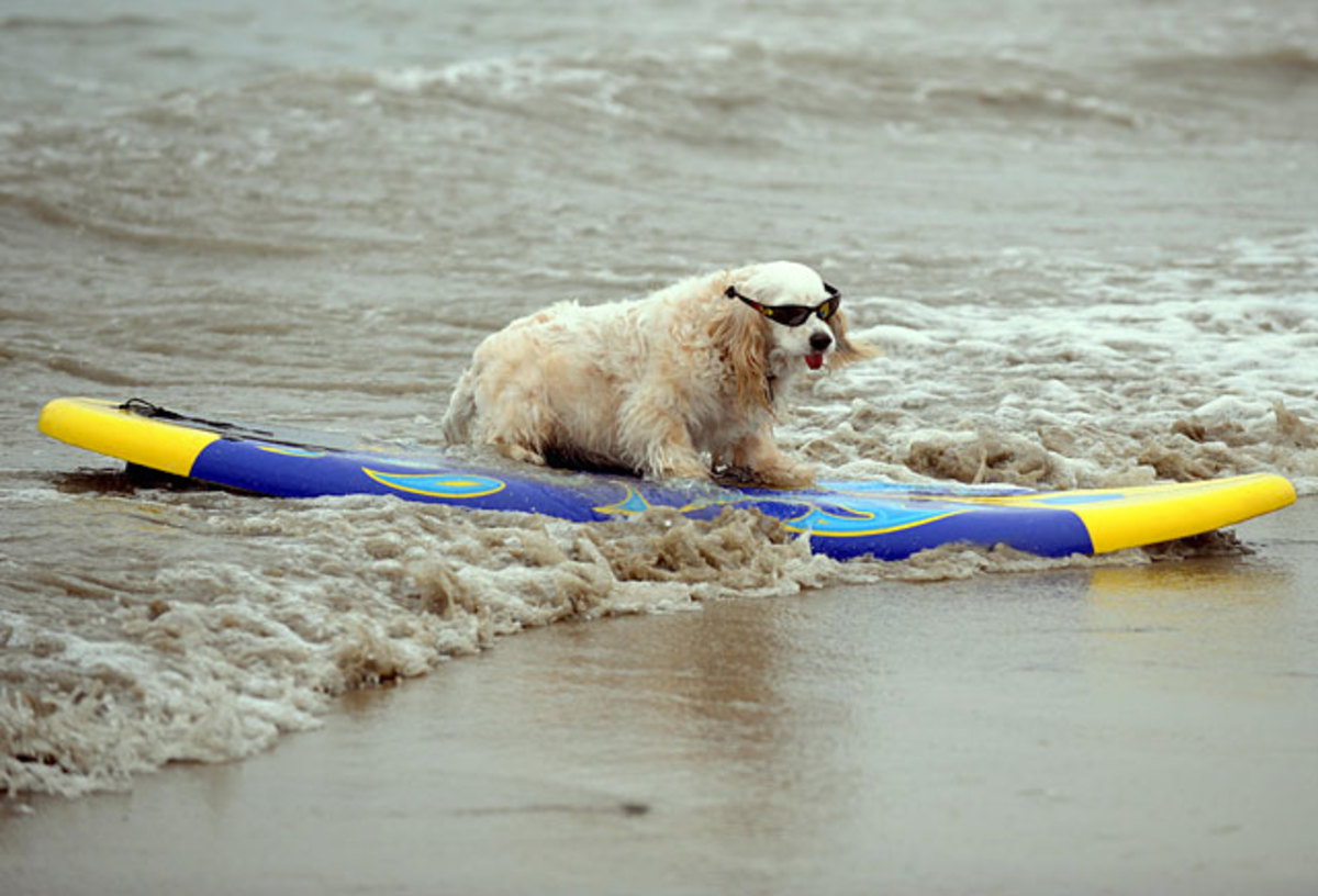 dog-surf.jpg