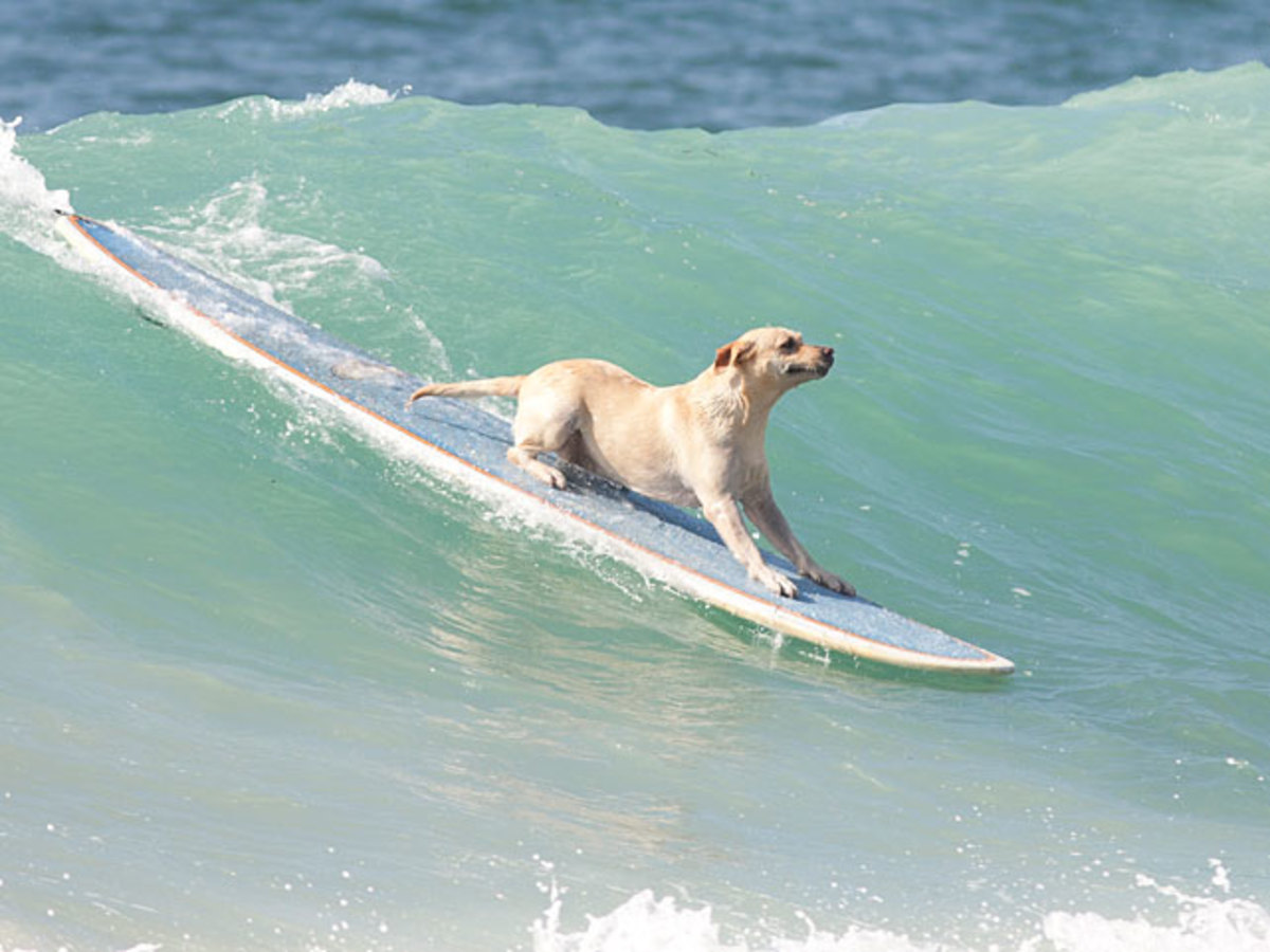 small-dog-big-wave.jpg