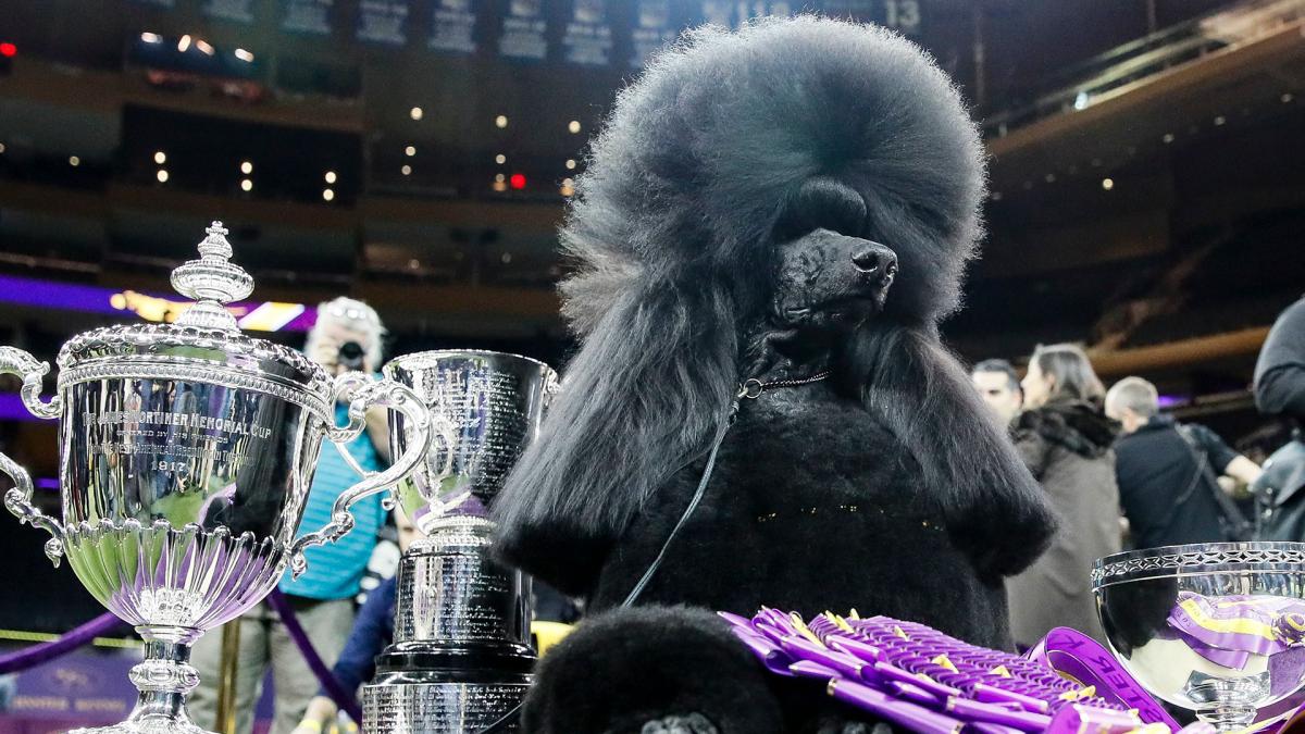 Westminster Dog Show Siba The Standard Poodle Wins Best Of Show