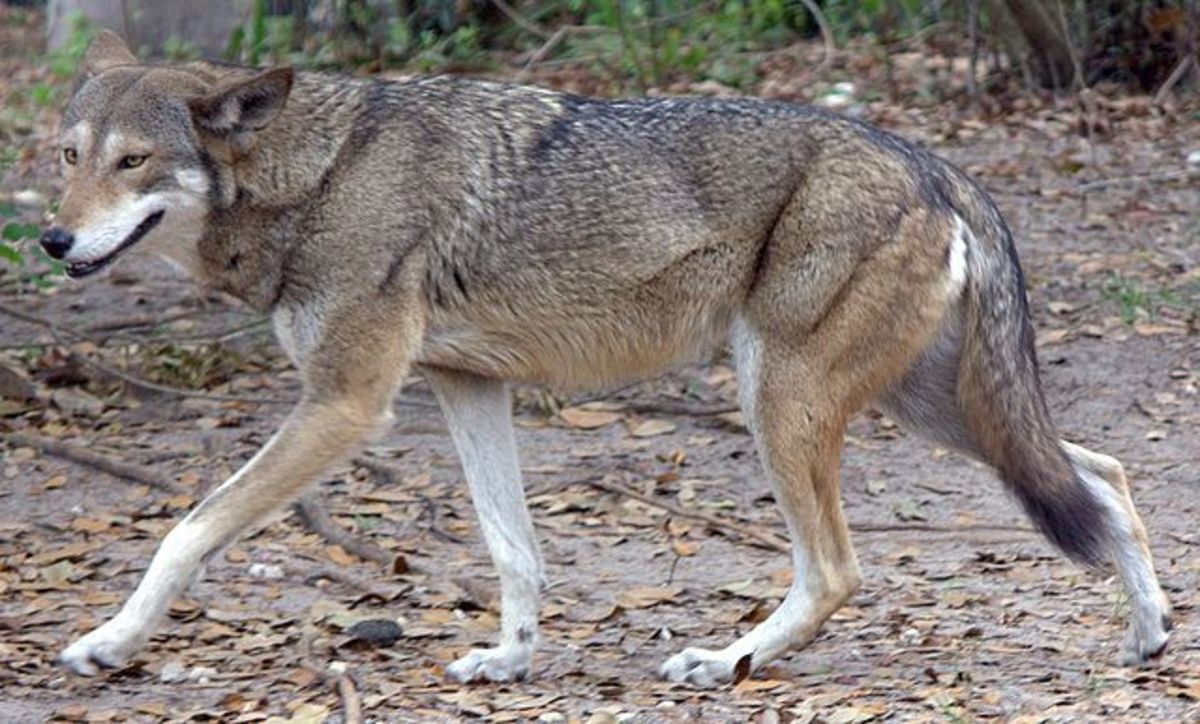 Red Wolf 1 Wikipedia