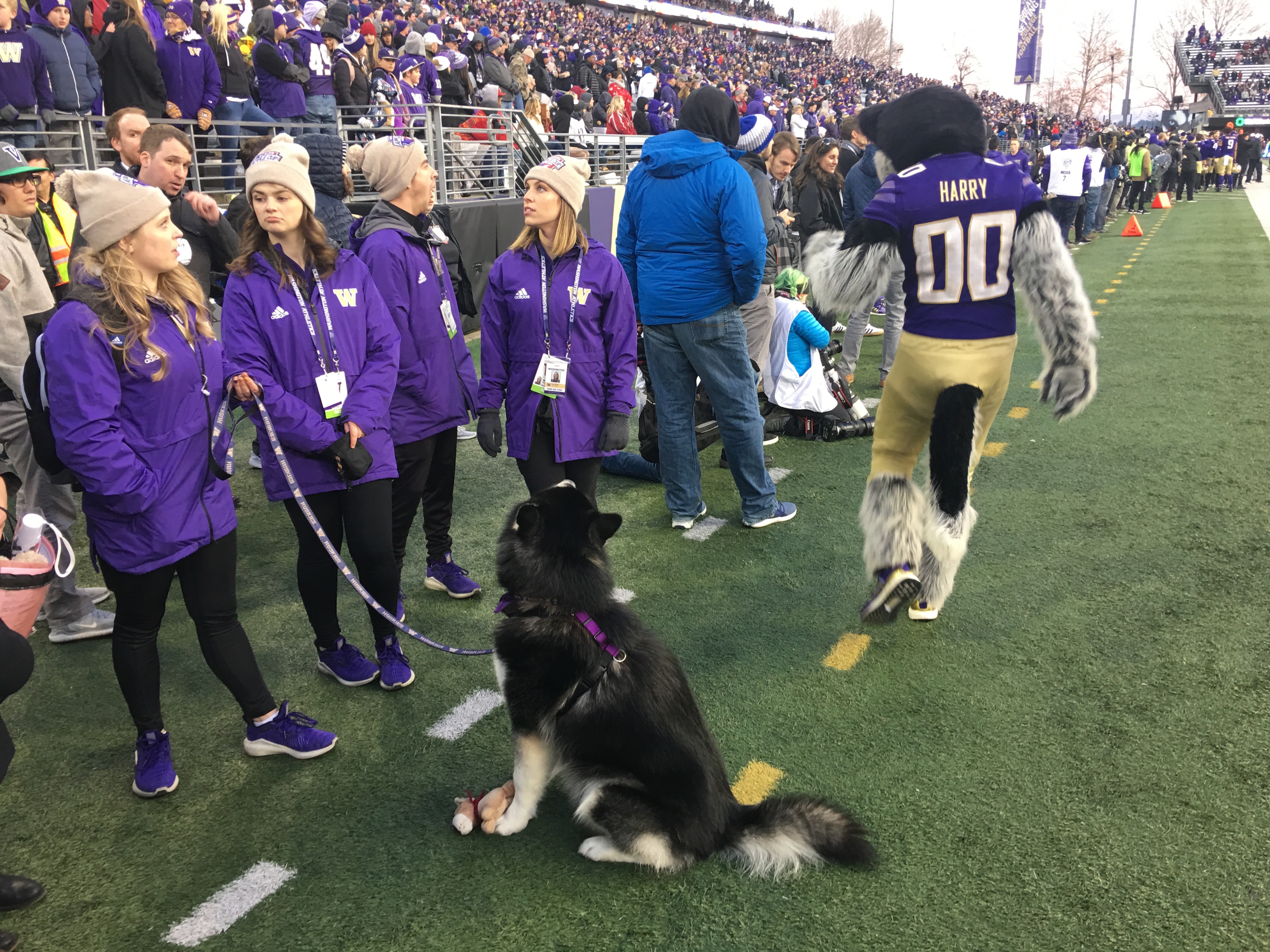 UW Dawg Pound, a Washington Huskies community