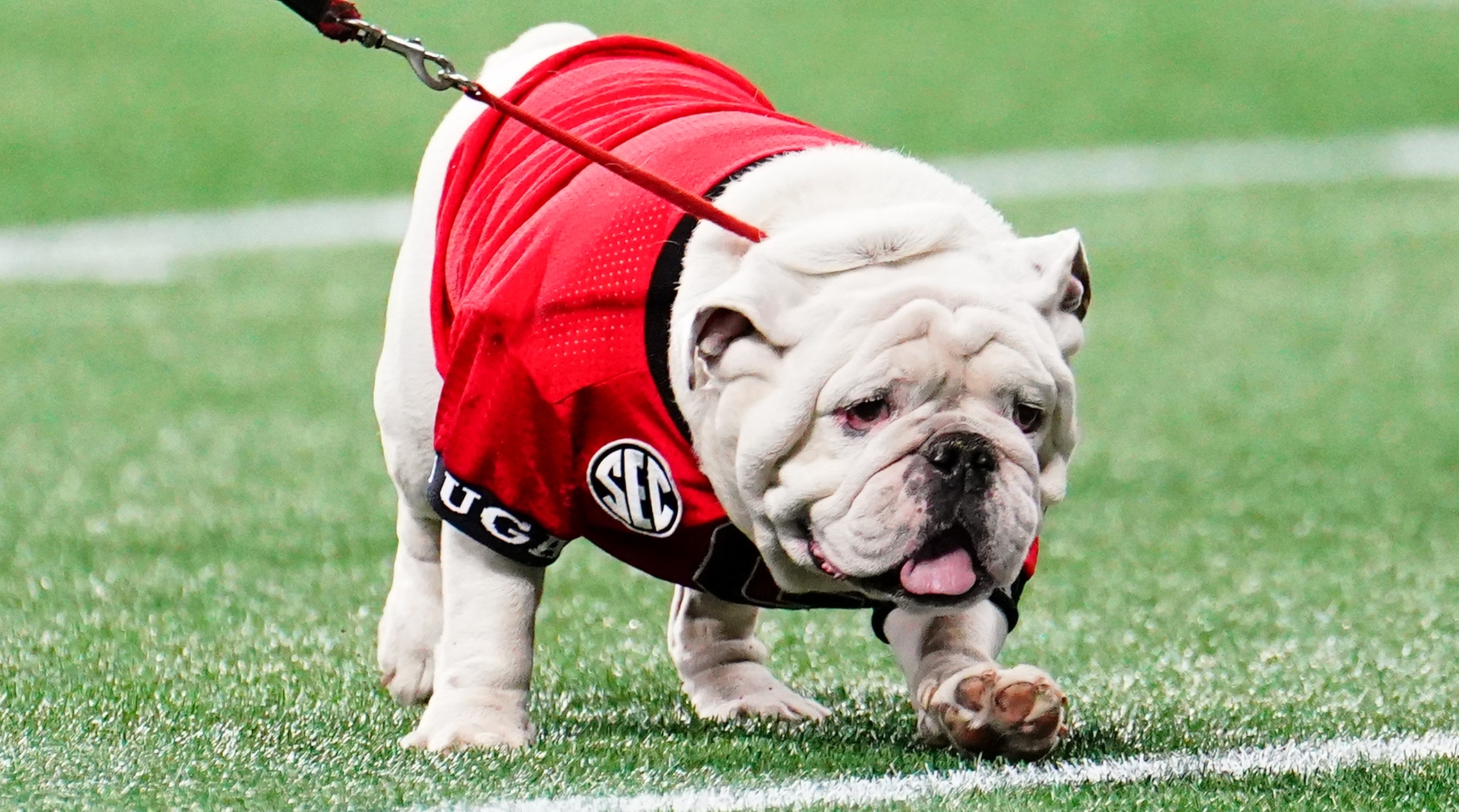 Georgia Football Gets Unfortunate News About Mascot Uga's Status