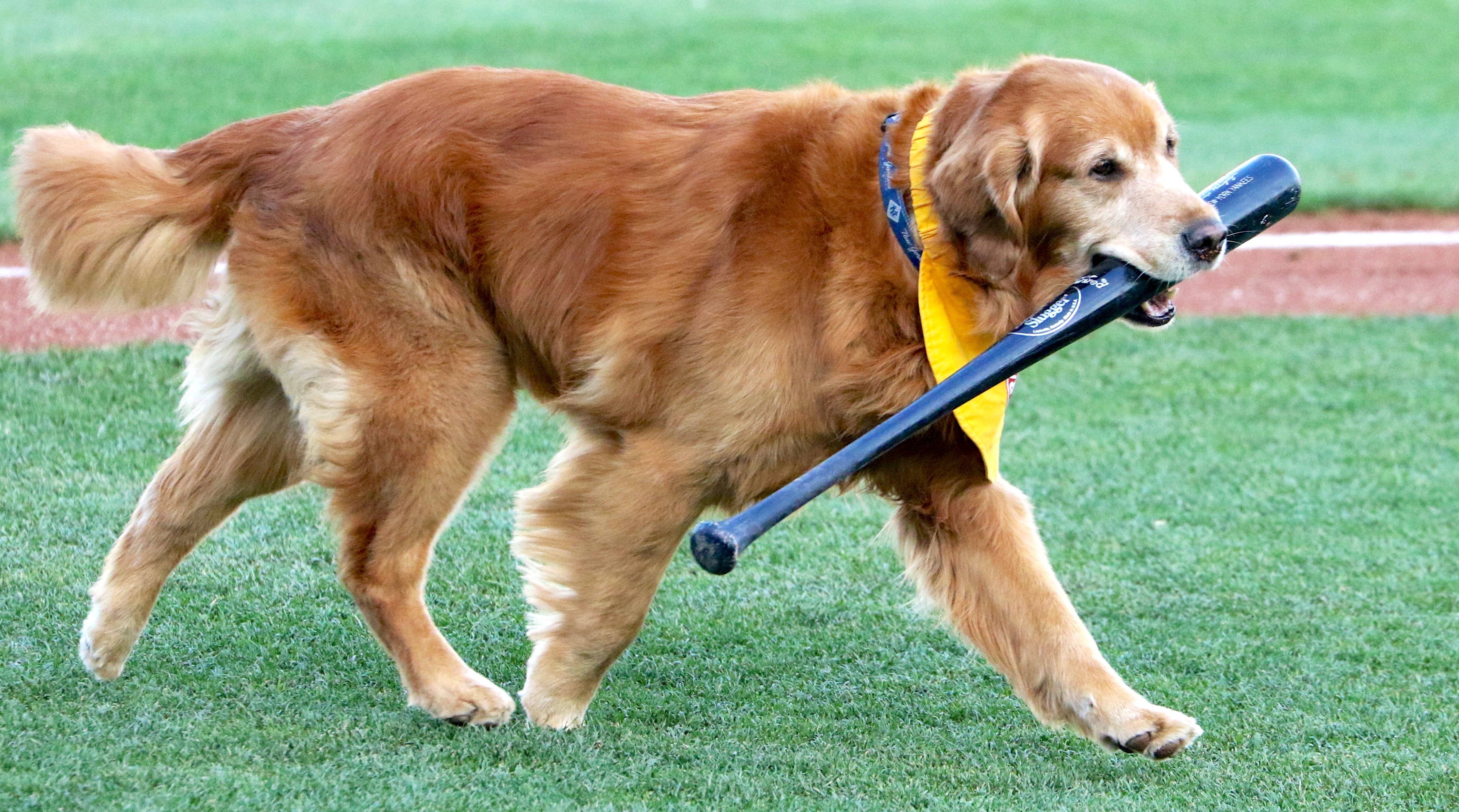 Dog catches home run ball at MLB Spring Training game (video) 