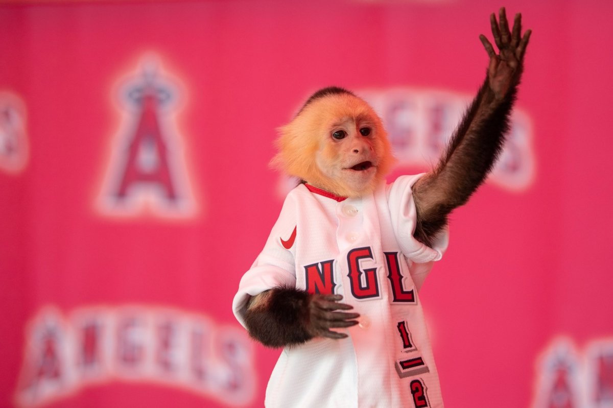 Los Angeles angels of Anaheim Rally Monkey on Make a GIF