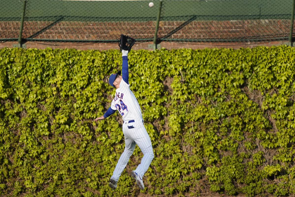 Ivy at Wrigley Field? It was snatched from Indy