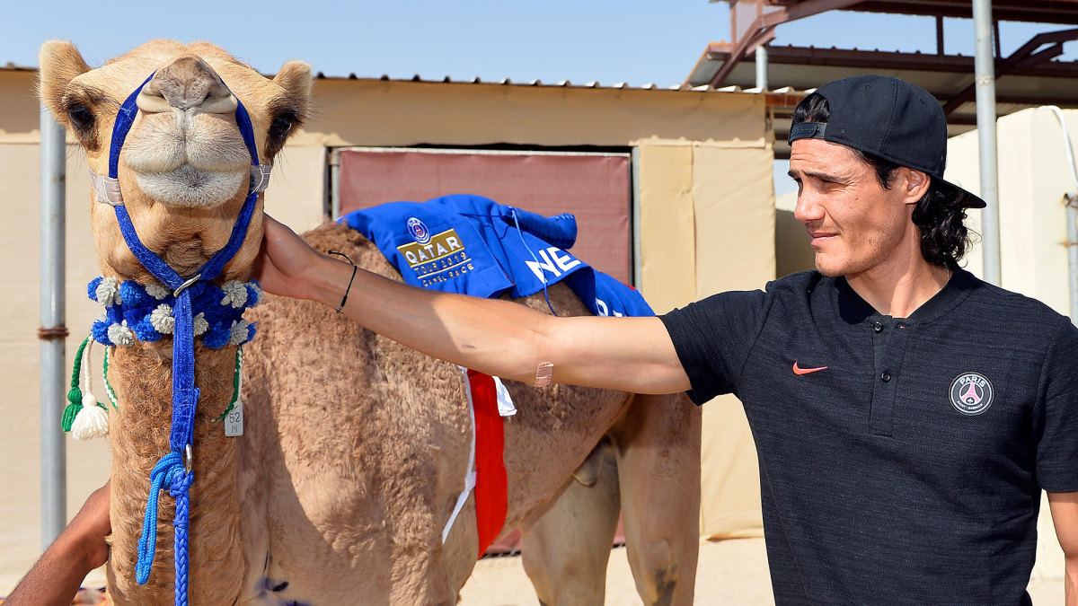 Edinson Cavani with a camel in Qatar