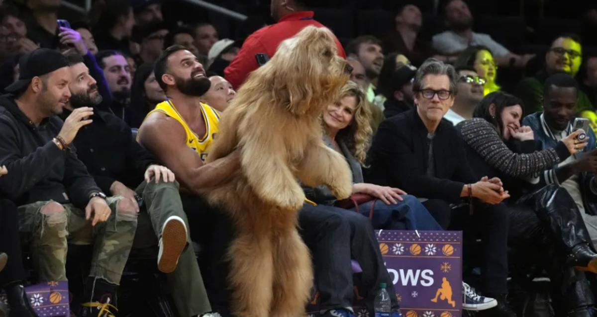 Who is Brodie Dog Steals Show at New York Knicks Los Angeles