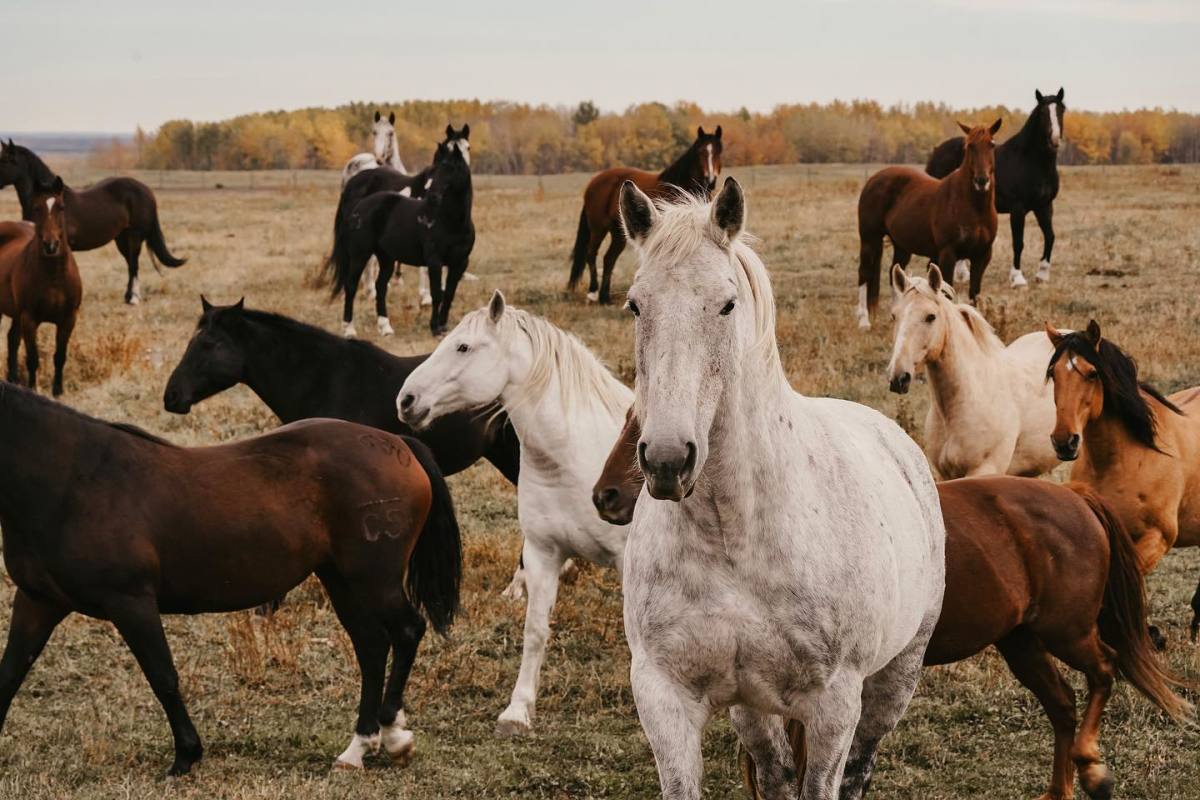 C5 Rodeo bucking horses run freely across thousands of acres in Helena, MT