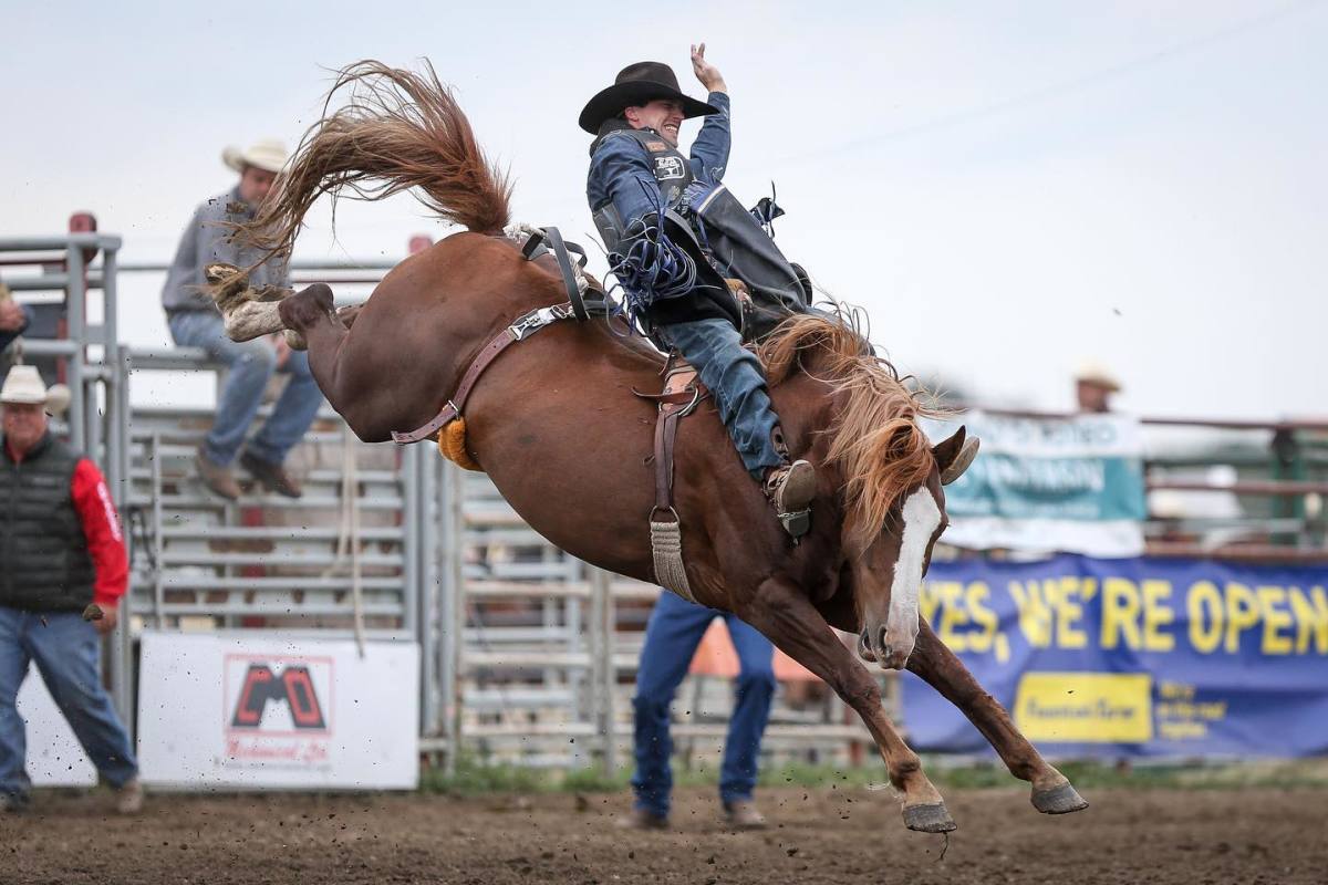 A C5 Rodeo bucking horse