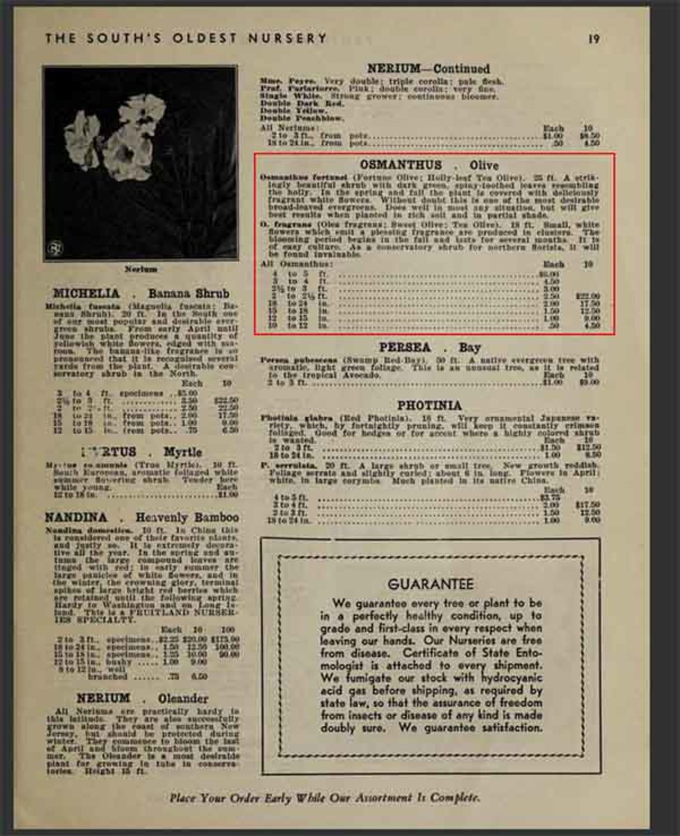 The public could order ornamental plantings from a catalog the nursery published each year. In this catalog, highlighted in red, is a listing of prices for Tea Olive trees.