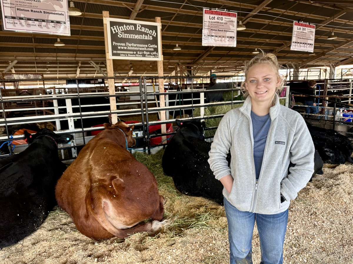 19-year-old Paige Hinton arrives in Red Bluff, Calif. along with her family and their herd of performance bulls, set to hit the sale at the Don Smith Pavilion on Saturday, January 27, 2024.