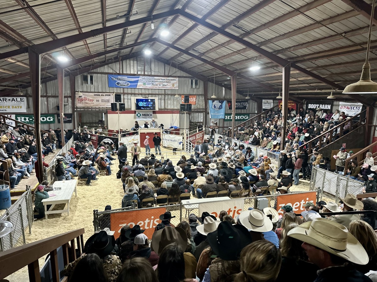 A sold-out crowd at the Working Stock Dog Sale inside the Don Smith Pavilion in Red Bluff, Calif.